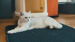 🐱 แผ่นดักทรายแมว ใหญ่ ที่ดักทราย แมว แผ่นรองทรายแมว พรม 2 ชั้น EVA ช่วยดัก ทรายแมว ที่ติดตามเท้า แผ่น Cat Litter Mat 🐱