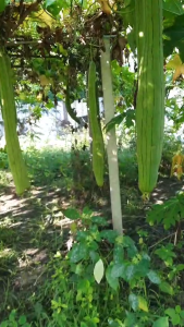 เมล็ดบวบหอมยาว 20 เมล็ด บวบยาว บวบหอม ปลูกต่อได้