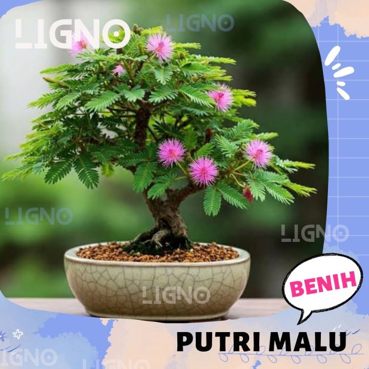 brautmyrte bonsai Myrtus Stmmchen Myrtus communis