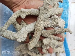 batu karang jahe | media filter aquarium | karungan isi 5kg |
