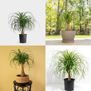 Ponytail Palm | Beaucarnera recurvata | Live Plants