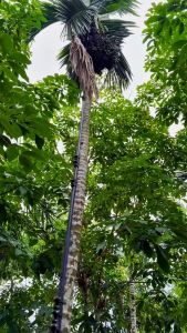 Manganese Steel Double-Sided Sharpening Sickle Agricultural Weeding Tool For Garden Banana Orchard