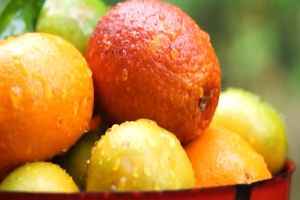 Royale Grocer Fresh Seedless Guava 1kg+ -