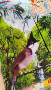 อาหารนกแชมป์ CHAMP แชมป์จุก สำหรับกรงหัวจุก 120 กรัม