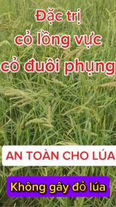 TIA CHỚP 345 (240ml): Siêu diệt cỏ lồng vực cỏ đuôi phụng trừ cỏ gạo trên lúa