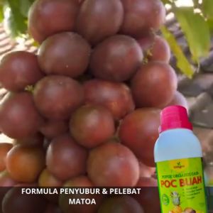 Pupuk Booster Buah Matoa / Obat Buah Matoa Pupuk Perangsang Buah Matoa Pupuk Matoa Pupuk Pohon Matoa