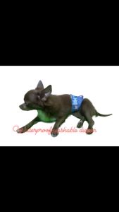 Pet Washable dog belly band for fur babies waterproof diapers assorted prints