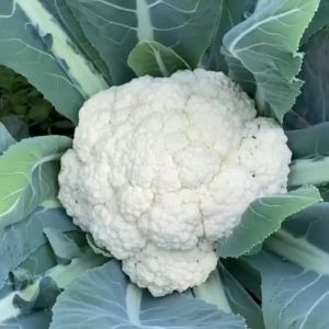 300 เมล็ด กะหล่ำดอก เมล็ดพันธุ์กะหล่ำดอก เมล็ดพันธุ์กะหล่ำดอกสีขาว งอกง่ายปลูกง่ายดอกสีขาวสวย อร่อย การบริโภคเอง ขายในตลาด
