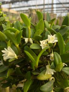 กล้วยไม้กลิ่นหอมเอื้องมะลิ Dendrobium crumenatum