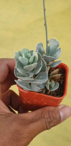 ต้นไม้อวบน้ำ กุหลาบหิน คาลันโช รอมโบพิโลซา Kalanchoe rhombopilosa var. argentea #เมล็ดพันธุ์พืช