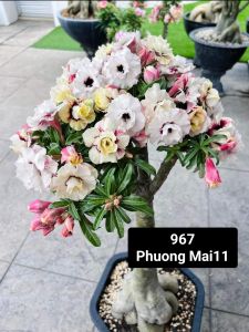 Adenium Obesum Bonsai ID 967 Phuong Mai11 富贵花