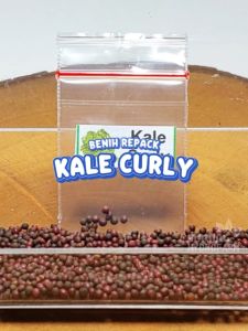 Benih Kale Curly Unggulan Berkualitas