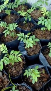 Bibit Tanaman Salam Koja Daun Kari