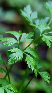 Parsley Seeds (italian flat parsley)