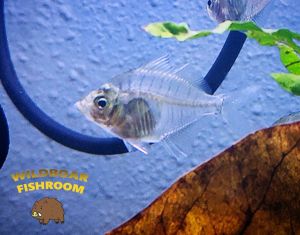Siamese Glassfish (Parambassis siamensis) | Live animal
