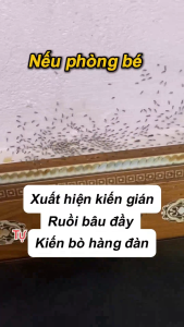 Xịt Diệt Kiến Gián Đuổi Ruồi Muỗi Côn Trùng Cô Cà Chua Thiên Nhiên Hương Oải Hương Hoa Cúc An Toàn Cho Sức Khỏe BY