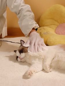 【Meoof】 6pcs EDI Aqua Pet Cleaning Gloves None Wash Dog Cat Disposable Cleaning Wet Tissue 宠物免洗手套猫咪狗狗一次性清洁湿巾