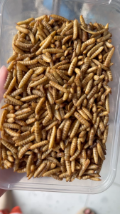 1kg Sâu canxi Sấy phồng - Thức ăn bổ sung đạm đều màu cho cá chim bò sát hamster và vật nuôi khác