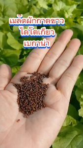 กาดขาวไดโตเกียว 20 กรัม/ซอง