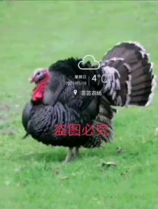 【店铺热门爆款】【店铺热销】火鸡受精蛋火鸡种蛋优质青铜贝蒂娜种蛋混发包路损受精率新鲜现发