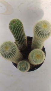 Notocactus leninghausii albispinus กระบองเงินกอ