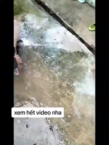 [Pha Nước Sôi Khi Sử Dụng] Combo 2 Gói Bột Tẩy Rong Loại 500g Tổng 1kg Làm Sạch Rong Rêu Nền Nhà Sân Xi Măng Tường Nhà Khử Trùng Diệt Khuẩn Nấm Móc Hiệu Quả