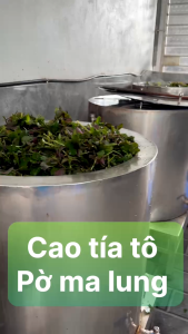 Cao uống tía tô Pờ Ma Lung nguyên chất thảo dược gia truyền chính hãng nấu từ tía tô rừng Tây Bắc