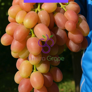 Bibit Anggur Import Angelica