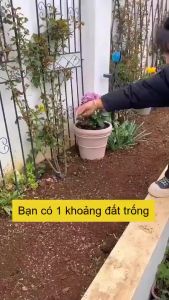 Hạt Giống Hoa Tổng Hợp 30 Loại hoa siêu đẹp -10g