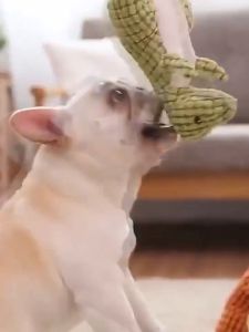 Đồ chơi khủng long nhồi bông có kèn kêu cho Chó Mèo (mẫu mới) - Hara Pet Store