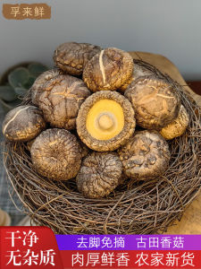 Gutian Specialty Mushroom Dry Goods Nutrition Agricultural Products  Mushroom Cut Foot Farm Homemade by Hand Dried Mushroom G