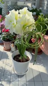 Plant Support Sticks Indoor Outdoor Trellis Stem Training Guide Racks