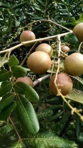 BIBIT BUAH KELENGKENG PINGPONG KELENGKENG PIMPONG