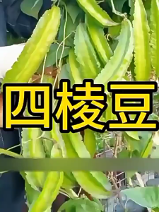 Benih Kacang Botol (12 Seeds) / Winged Bean Seeds /Goa bean/ Four-angled bean/ 四棱豆种子