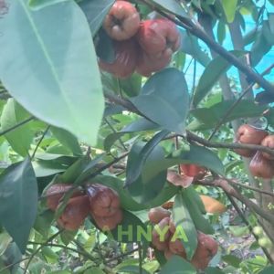 Pupuk Pelebat Bunga Buah Jambu Air Booster Jambu Air Meperbanyak Bakal Buah Tidak Rontok  isi1 Liter