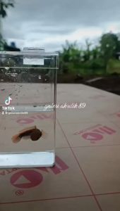 Soliter Akrilik Uk 10x5x10 Utk Baby Channacupangguppy