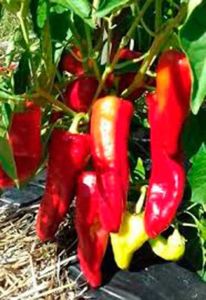 5 BUTIR BIJI/BENIH CABE GIANT ACONCAGUA PAPPER