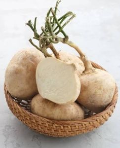 Bengkoang Bengkuang Gendoang Besusu 1 kg