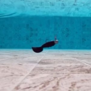 เหยื่อยาง RipRoy Sashay รีบร้อย ซาเช่ 6.5cm (2.8") 3.5g (6 ตัว) หนอนยาง ตกปลาช่อน ตกปลากะพง Texas Rig ที่พัฒนาให้บริหารโปร ผลิตในไทย คุณภาพมือ ราคาล่าสุด สำหรับการกู้เหยื่อยาง ราคาที่ประหยัดสมบูรณ์