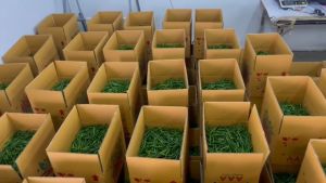 Segar dari Ladang - Cili Akar Hijau Besar (Cabe Cabai) Premium 1000g/1kg