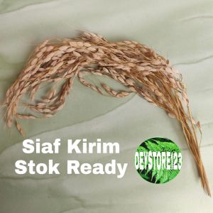 padi huma pertangkay isi 25helay