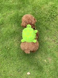 Dog Backpack Soft Pet Snack Bag Puppy Cute School Bag Convenient Large-capacity Portable Pet Carrier Bag Outdoor Pet Supplies