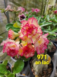 Adenium Kemboja Bonsai ID:971/富贵花