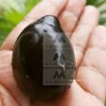 Duhat Grafted Giant fruit/Lomboy/ Giant Java Plum fruit hybrid tree Var. 