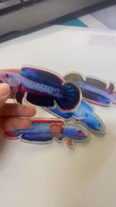 Cá kè bằng mica trong 2 lớp dầy 5mm màu sắc nét kè cá sung thủy sinh Bến Tre