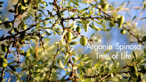 Phutawan ภูตะวัน น้ำมันอาร์แกนออแกนิค บริสุทธิ์ 100% Organic Argan Oil (30ml)