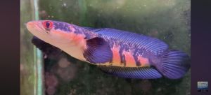 CHANNA MARU RED SENTARUM FISH 9-13 INCH Pet Supplies Aquarium Decorations
