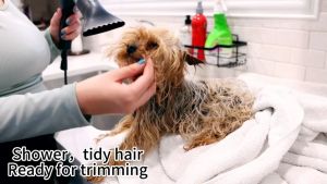 4-in-1 Dog Grooming Set: A Comprehensive Guide