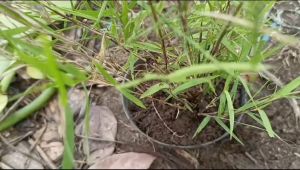 Tanaman Hias Bambu Mini Micro: Perumpun Siap Tanam