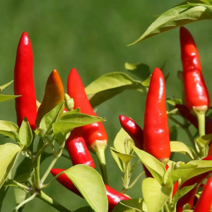 SILING TINGALA SEEDS (CHILI TAIWAN SEEDS)